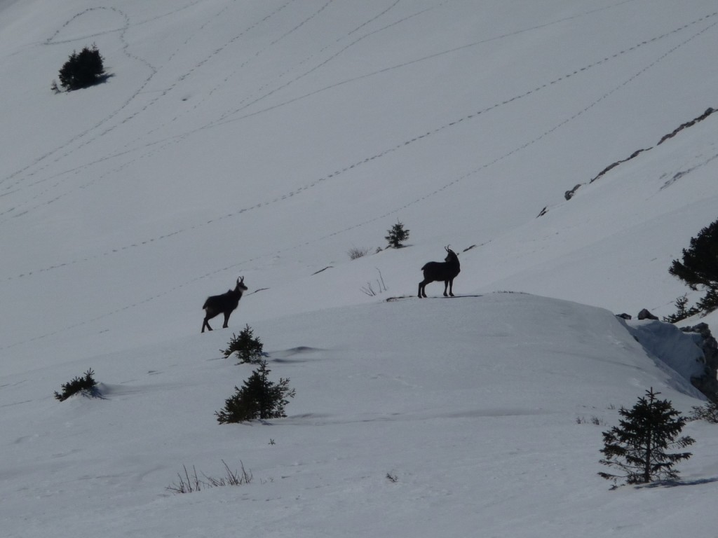 chamois