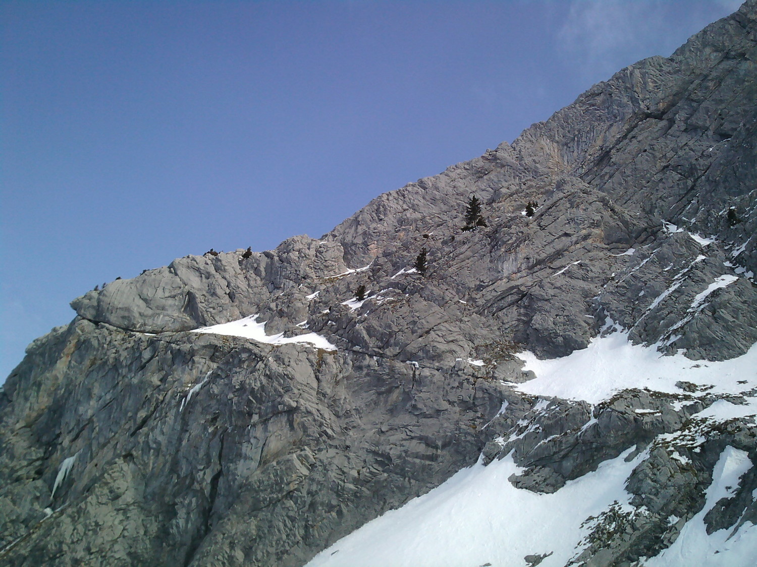 plein de bêtes à cornes sur le Paré de Joux qui prennet le soleil
