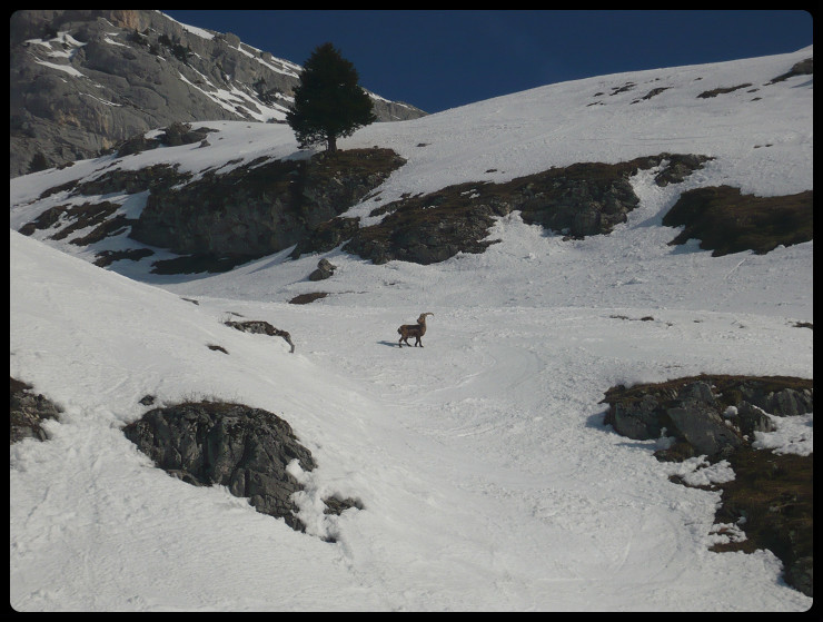 Bestiole à pattes. Il y en avait plein d'autres sur l'arête S de Dzérat!