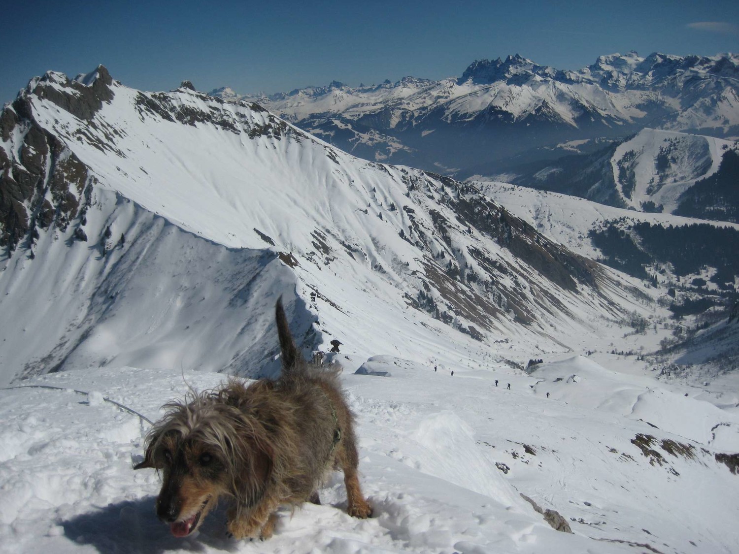 Depuis la Pointe de Chalune : Col de Chalune - Pointe d'Uble et une drôle de marmotte en premier plan