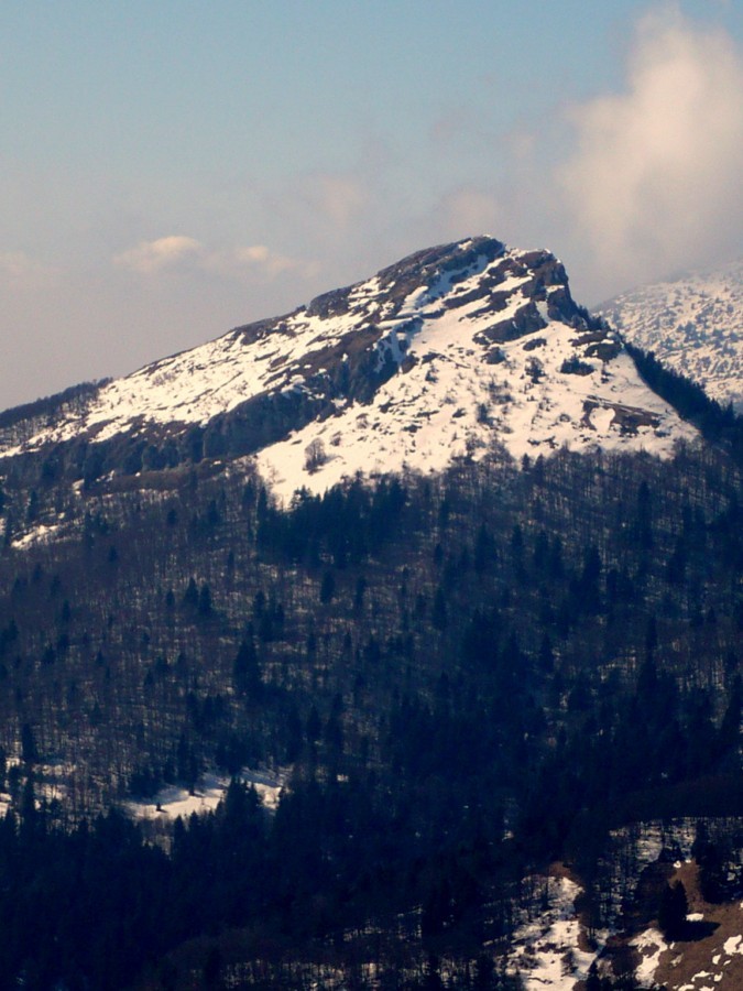 Pinéa Face E et Forêt