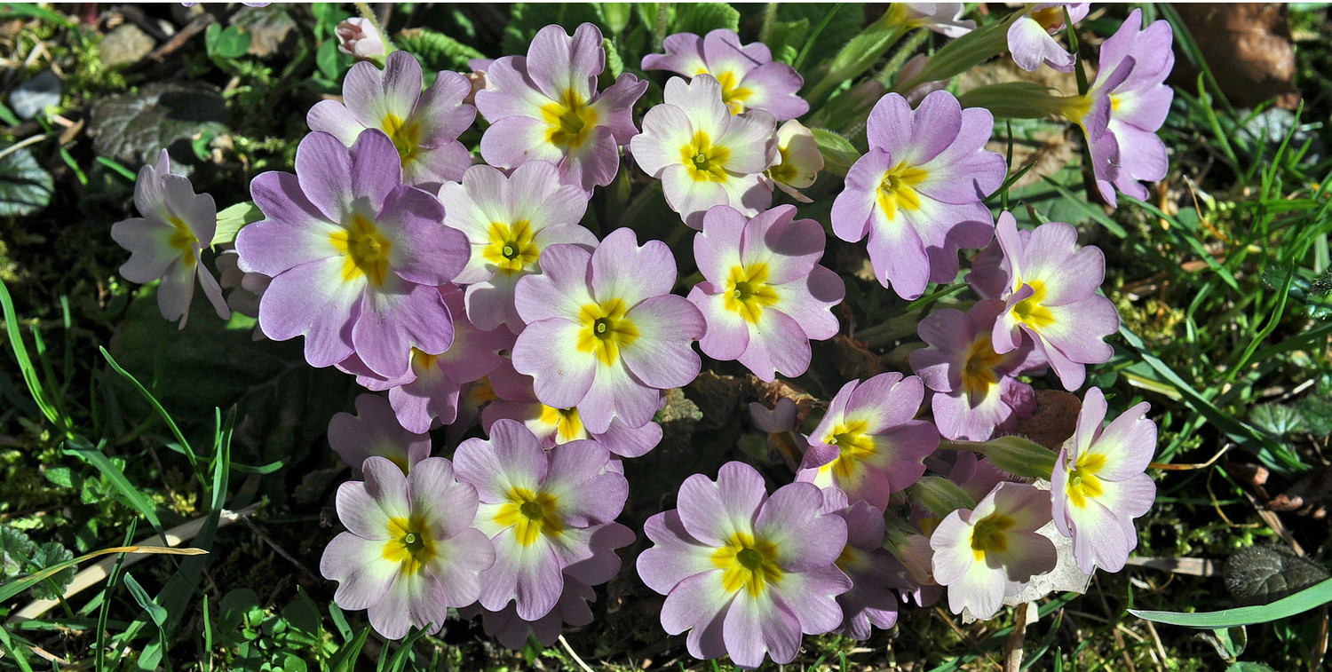 Toujours le printemps mais au jardin ; primevères ...