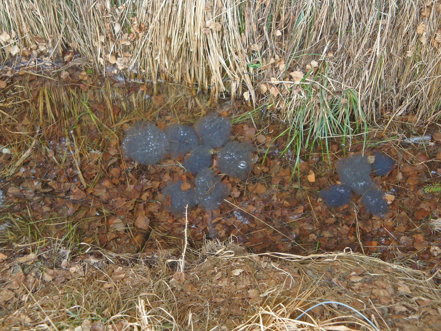 Oeufs de grenouilles dans l'ancien bisse.