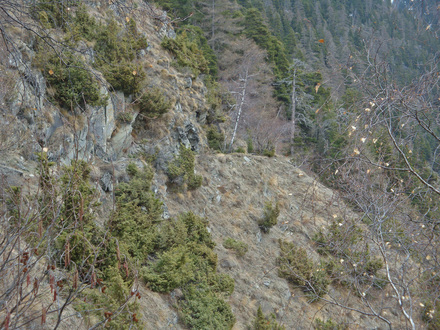 Bisse de Hasleri