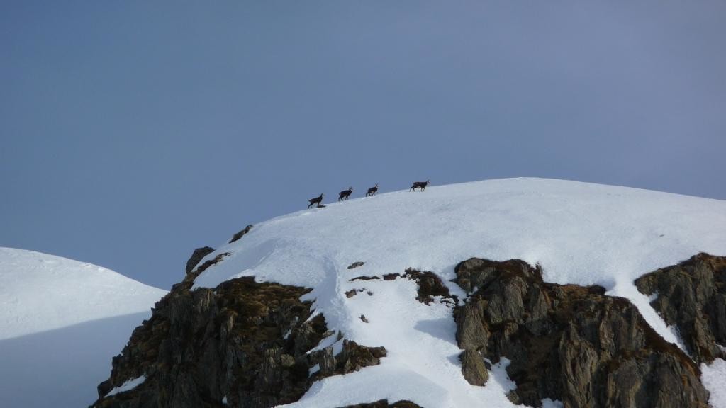 Belle Etoile Mars 2010 , Photo de Thierry Forestier