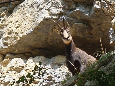 Le Chaney: chamois du roc au… Amis grimpeurs, respectez sa tranquillité.