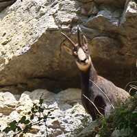 Le Chaney: chamois du roc au… Amis grimpeurs, respectez sa tranquillité.
