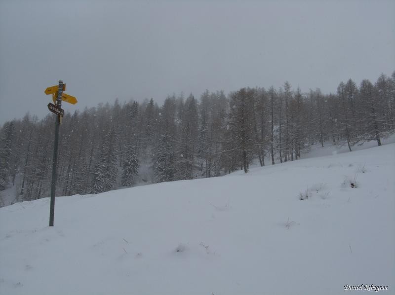 Létemaire sous la neige
