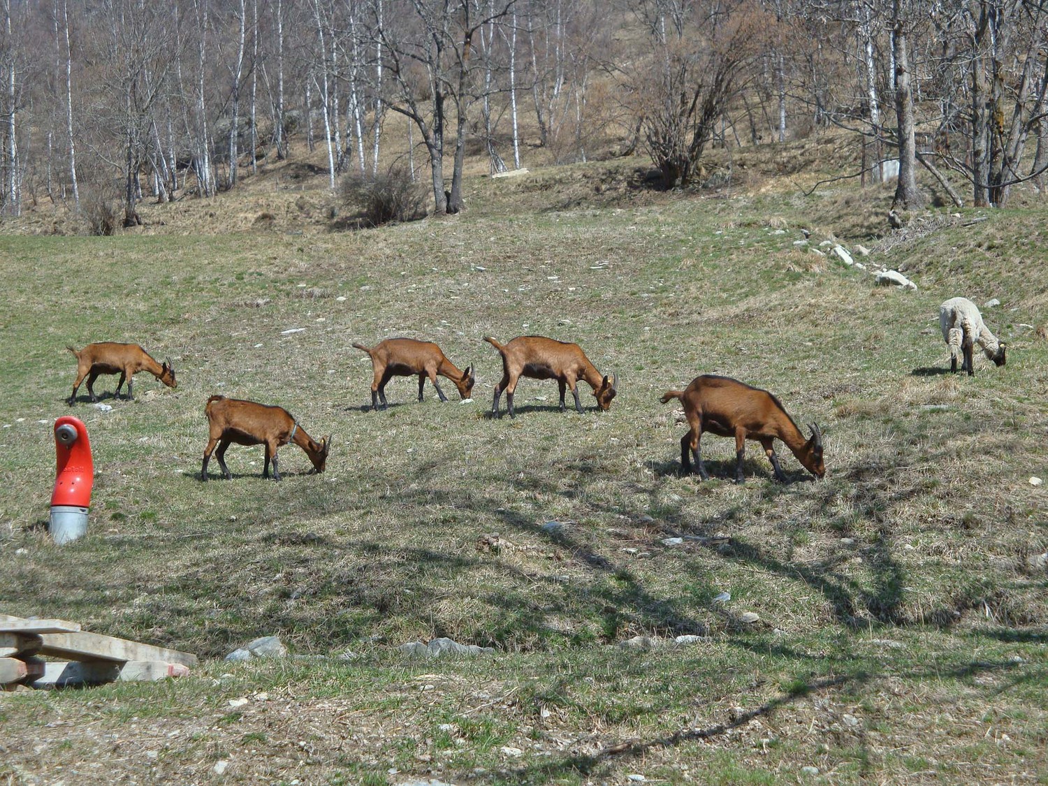 Ossona