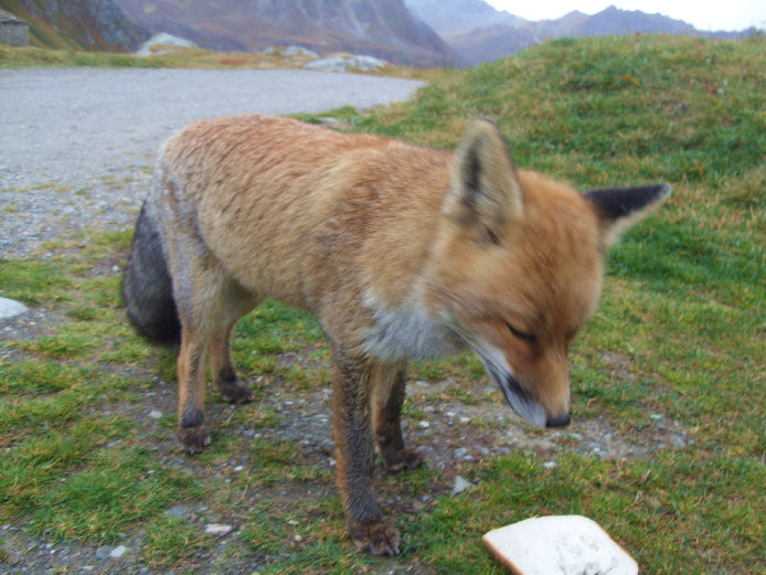 Renard peu farouche au parking du Saut