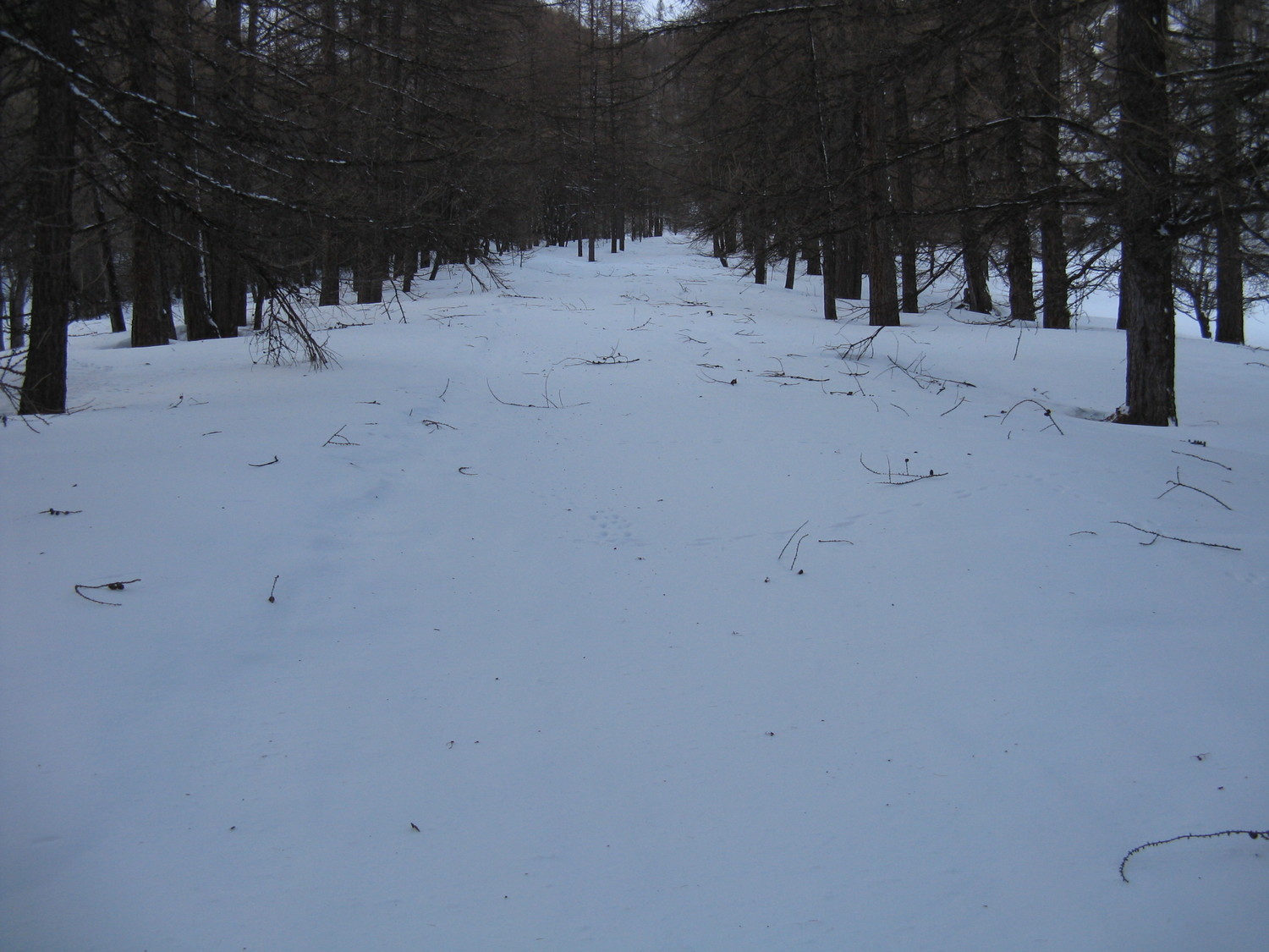 Le chemin vers le vallon de mary avec les branches cassées par le vent de la veille