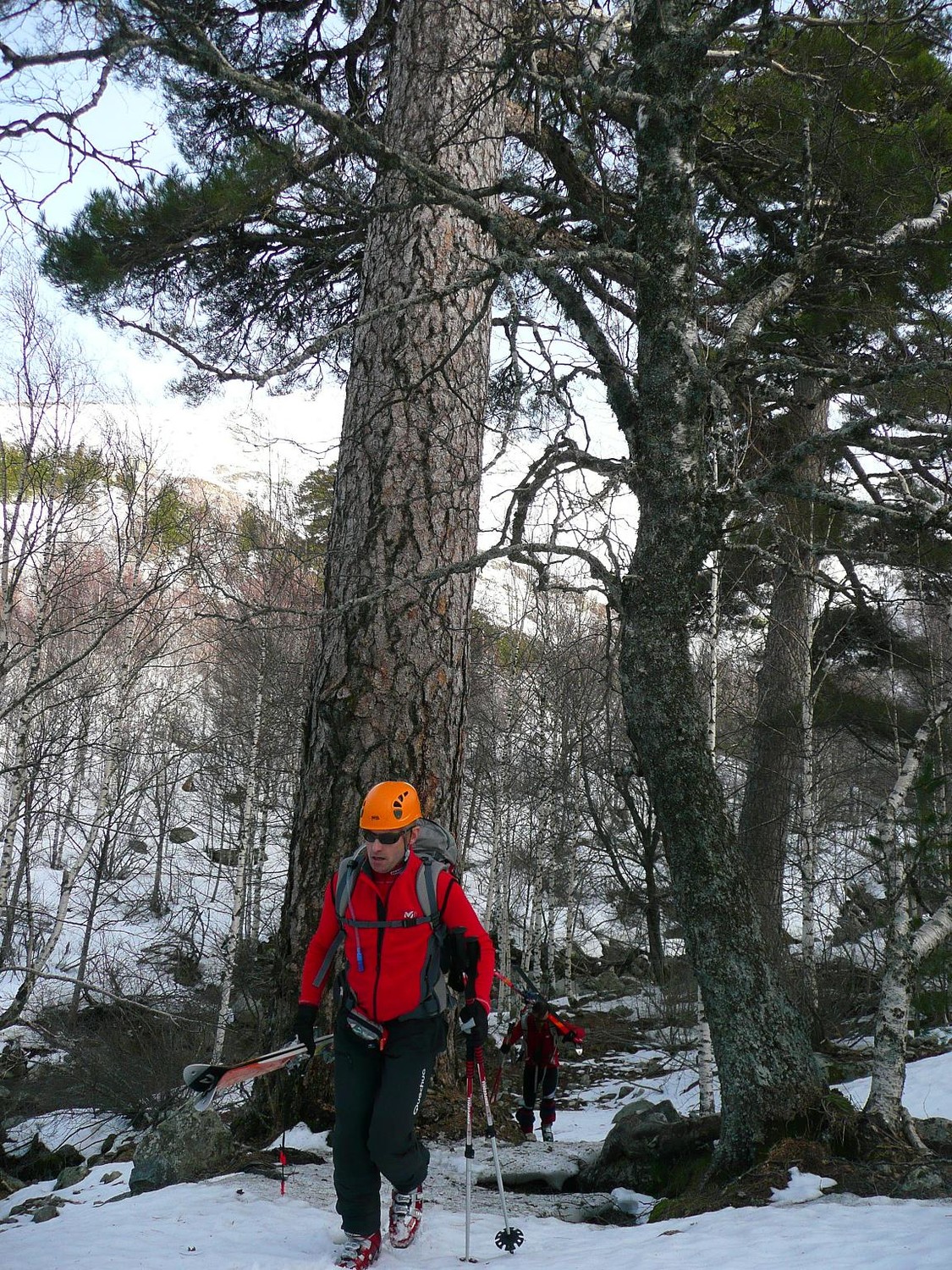 arbres multiséculaires