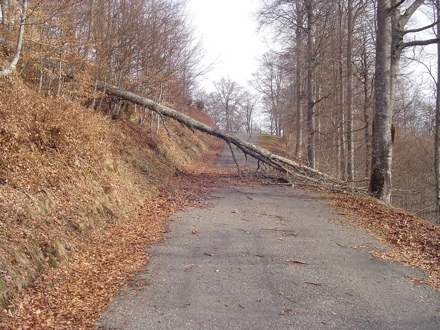 arbre !