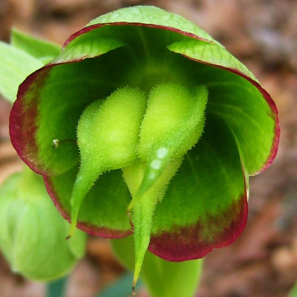 fleur d'hellébore