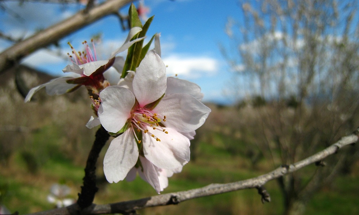 amandier en fleur