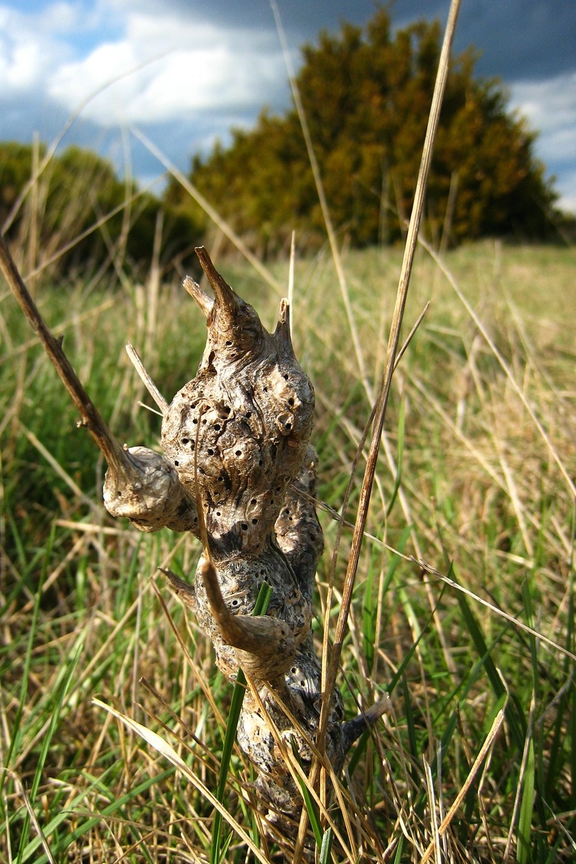 cocon d'espèce non identifiée