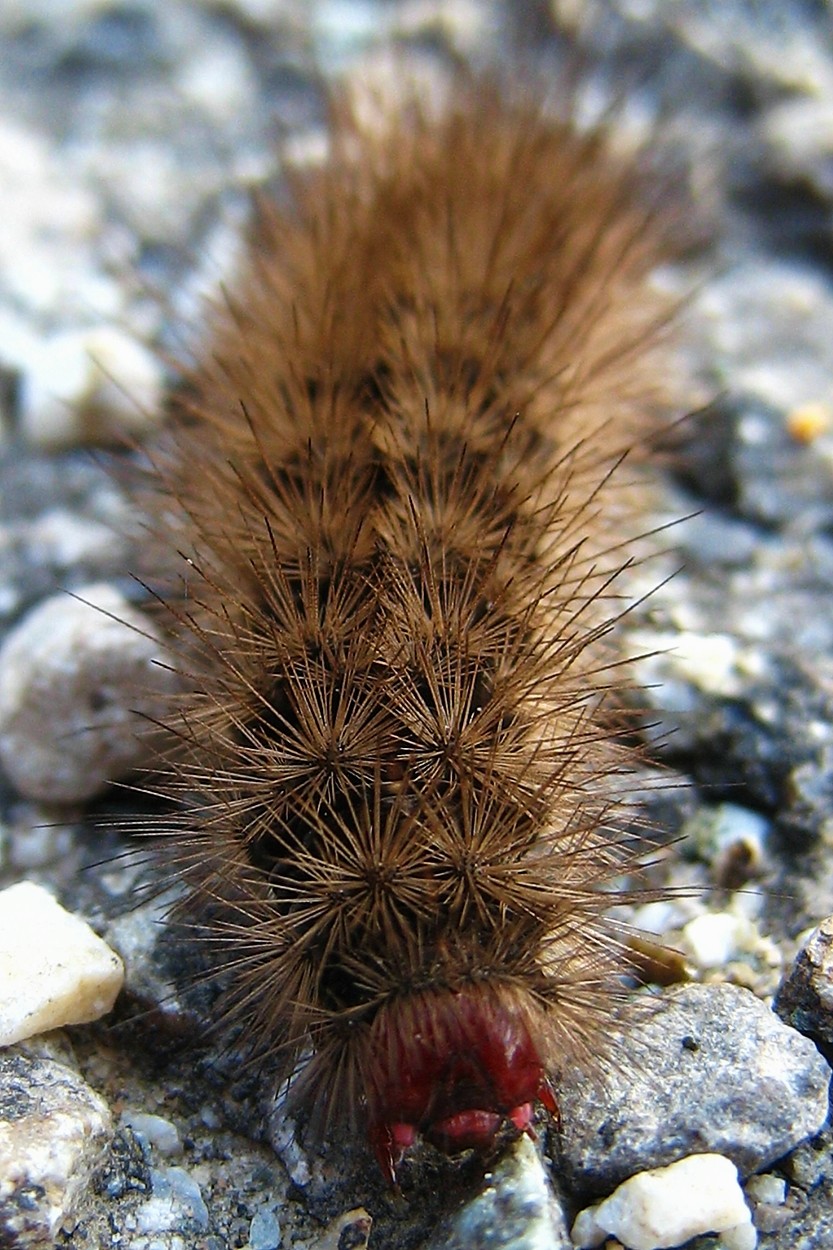 chenille