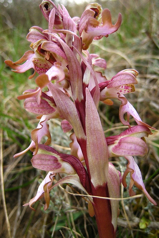 orchidée