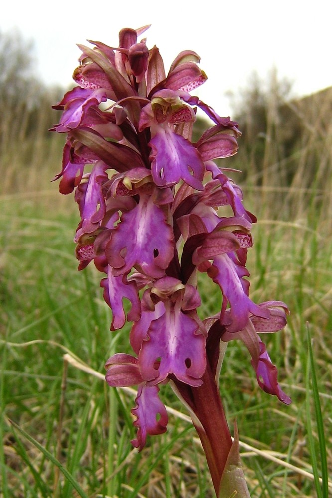 orchidée