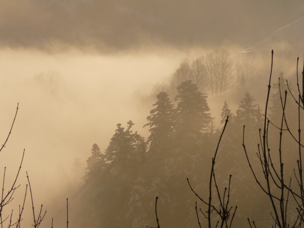 Brume du matin