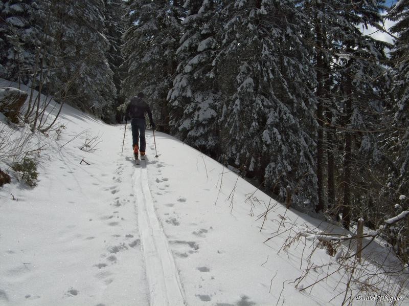 Chemin forestier entre Le Sollier et Le Cochet