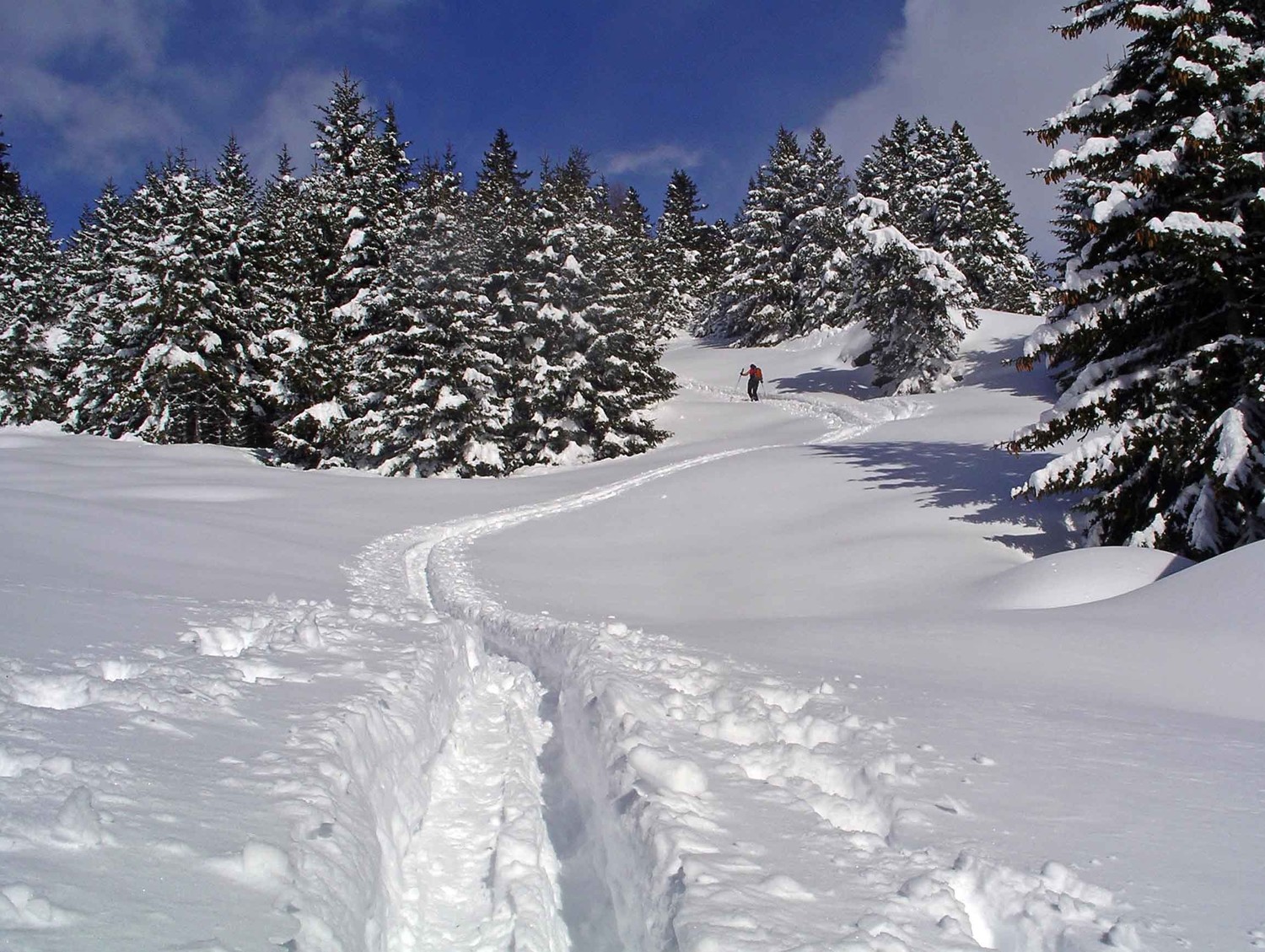 Nel bosco