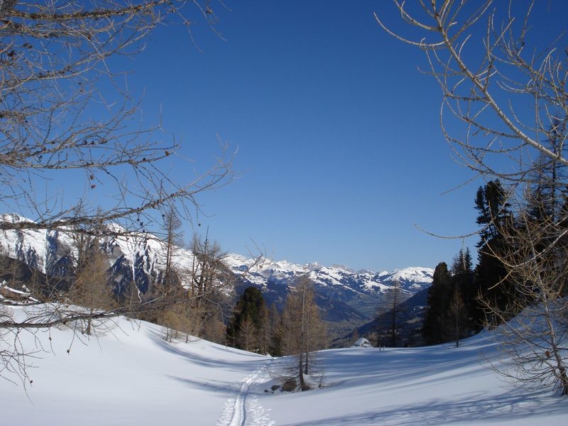 Forêt clairsemée au -dessus du couloir