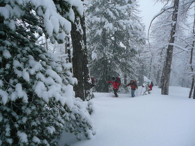 Dans la forêt