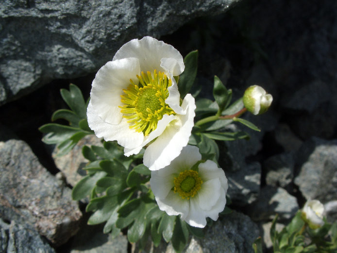 Pavot des Alpes