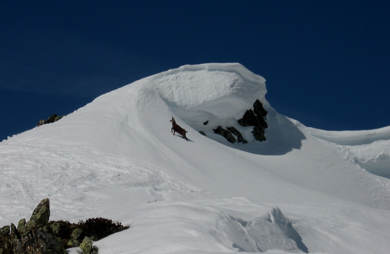 Chamois sous le sommet