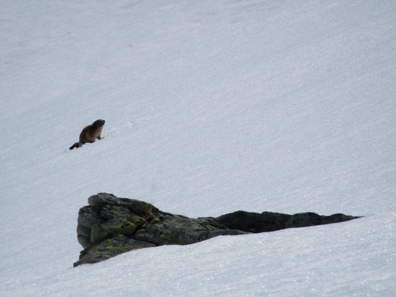 1ère marmotte de l'année