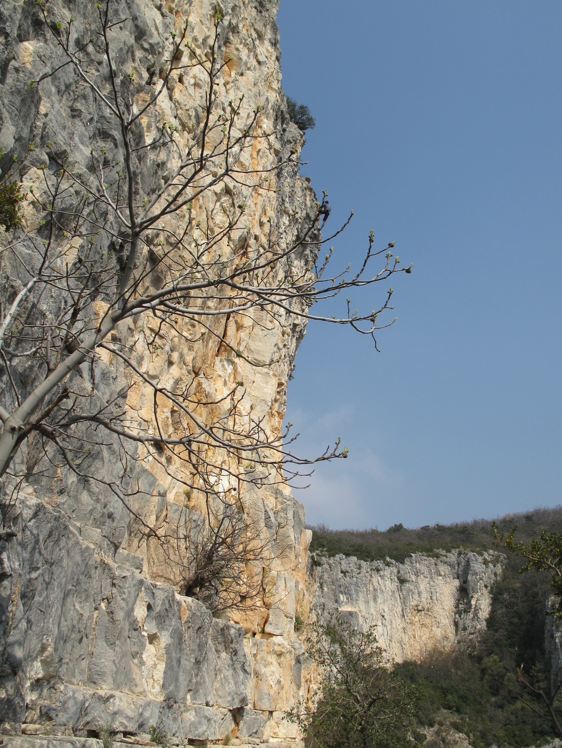Falaise