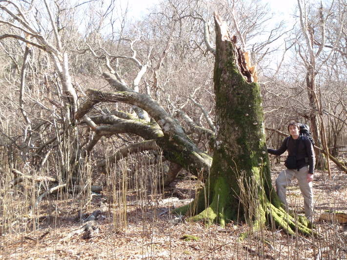 arbre mort
