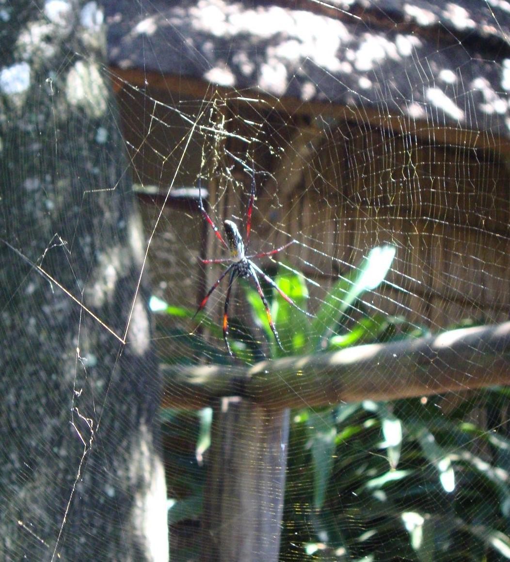 Petit compagnon à éviter