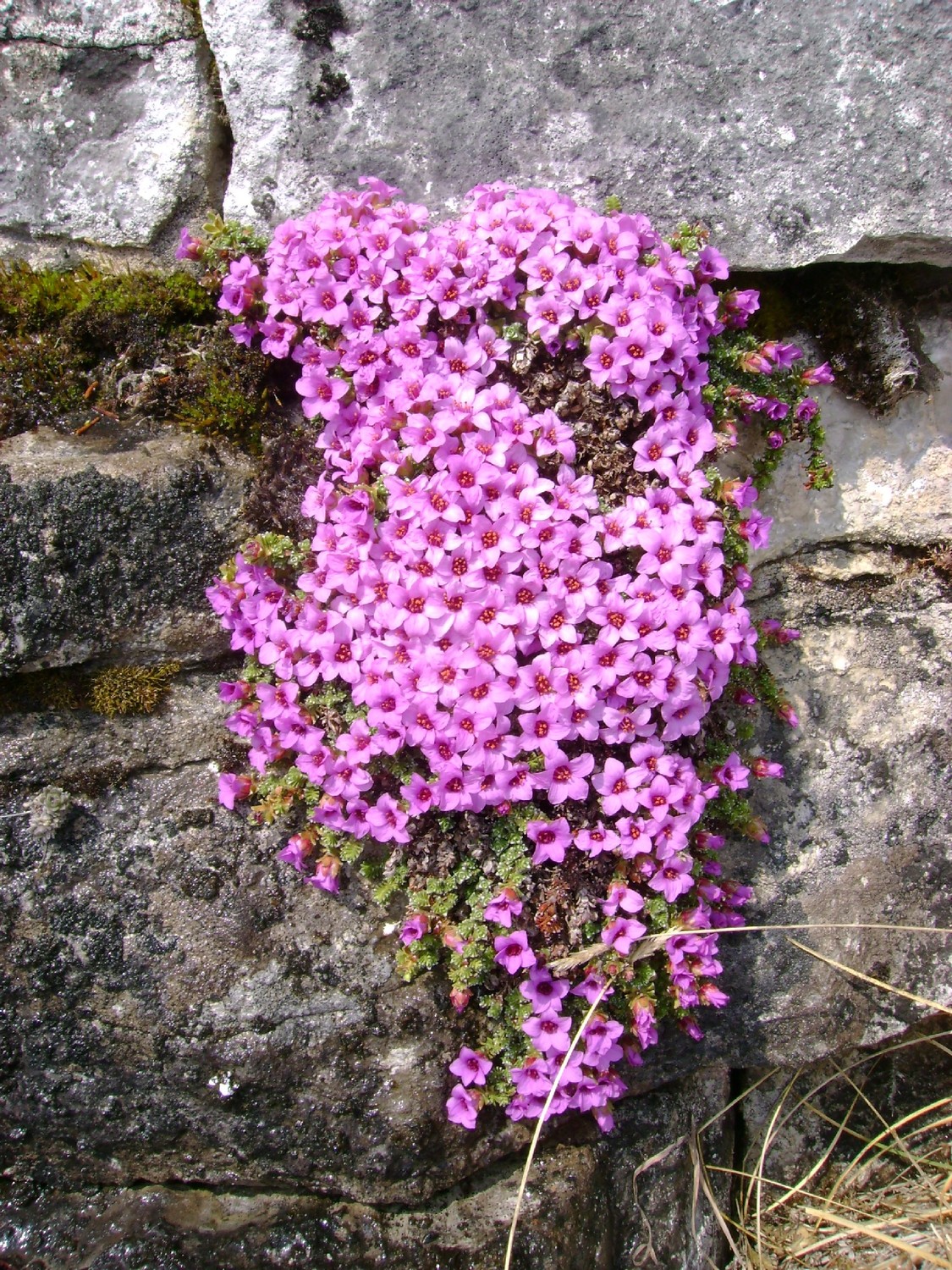 C'est le printemps !