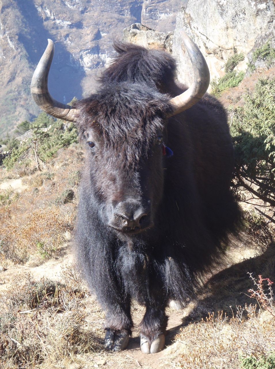 Rencontre himalayenne