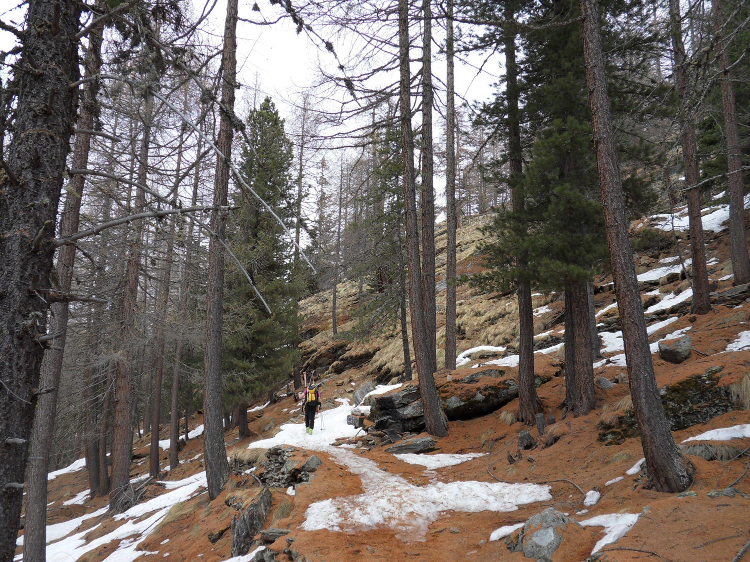 portage nel bosco iniziale