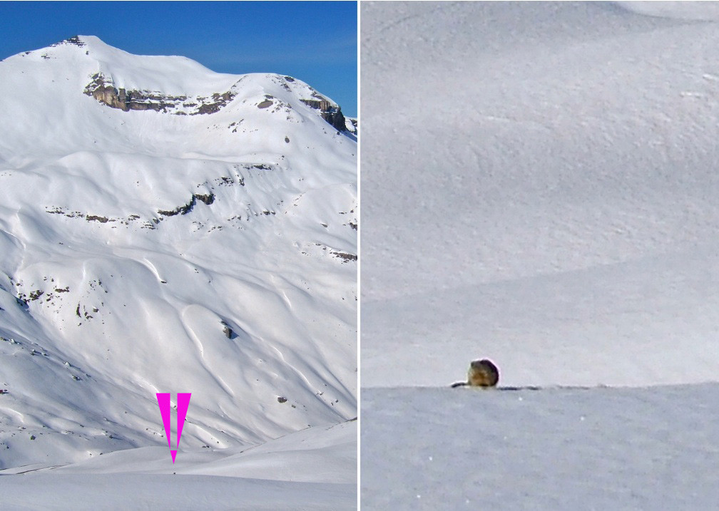 Marmotte avec Cime Negre en fond.