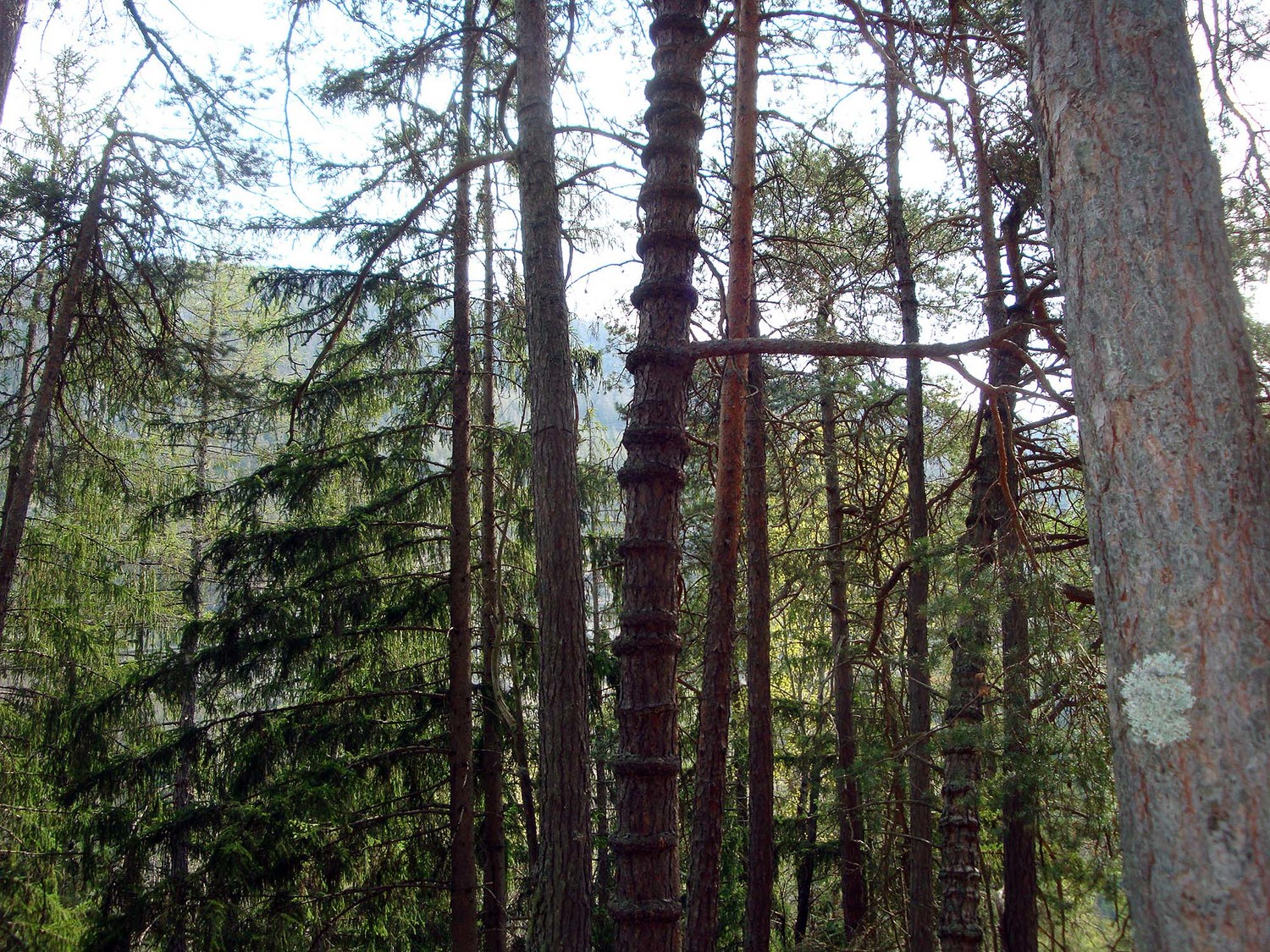 Pin à anneaux