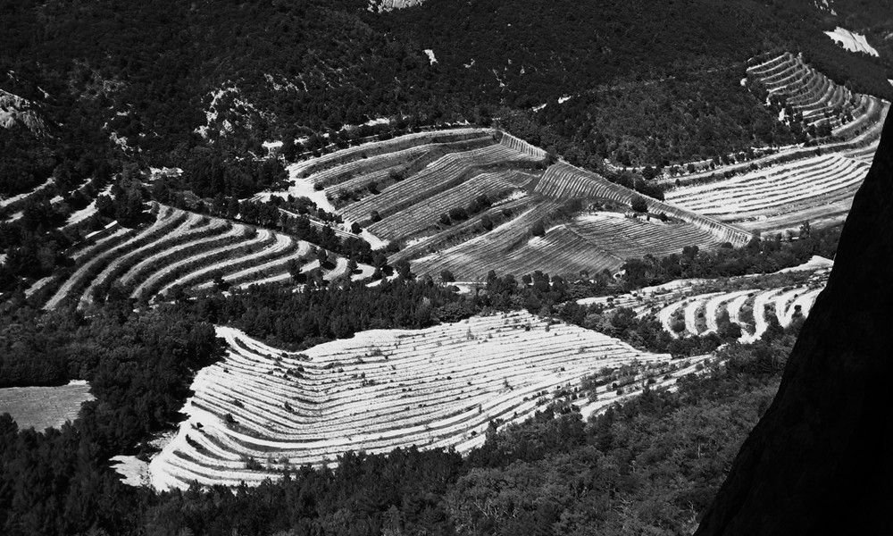 Vignes aux Dentelles de Montmirail