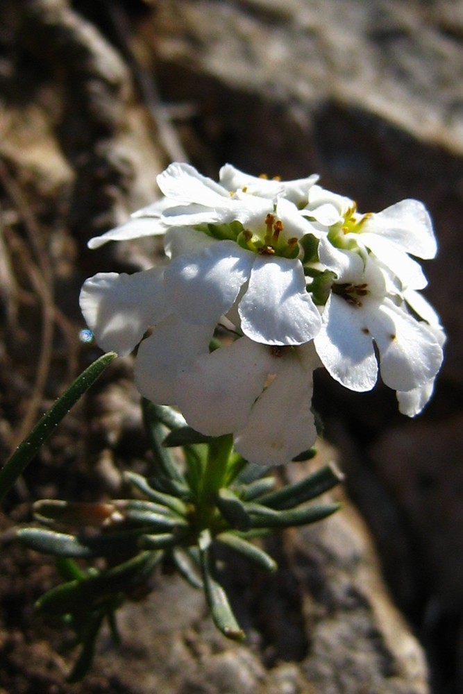 Fleur