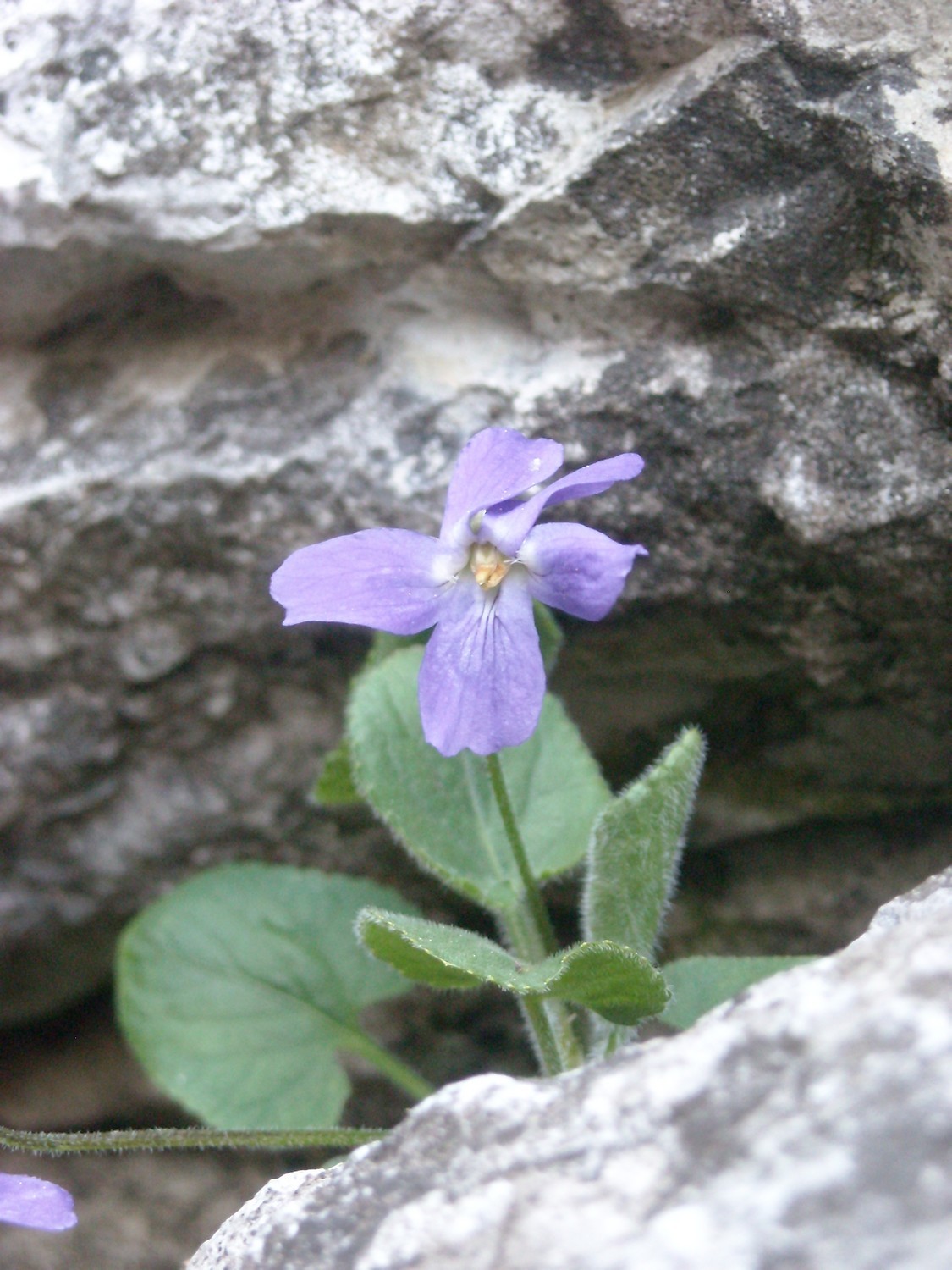 Viola sp.
