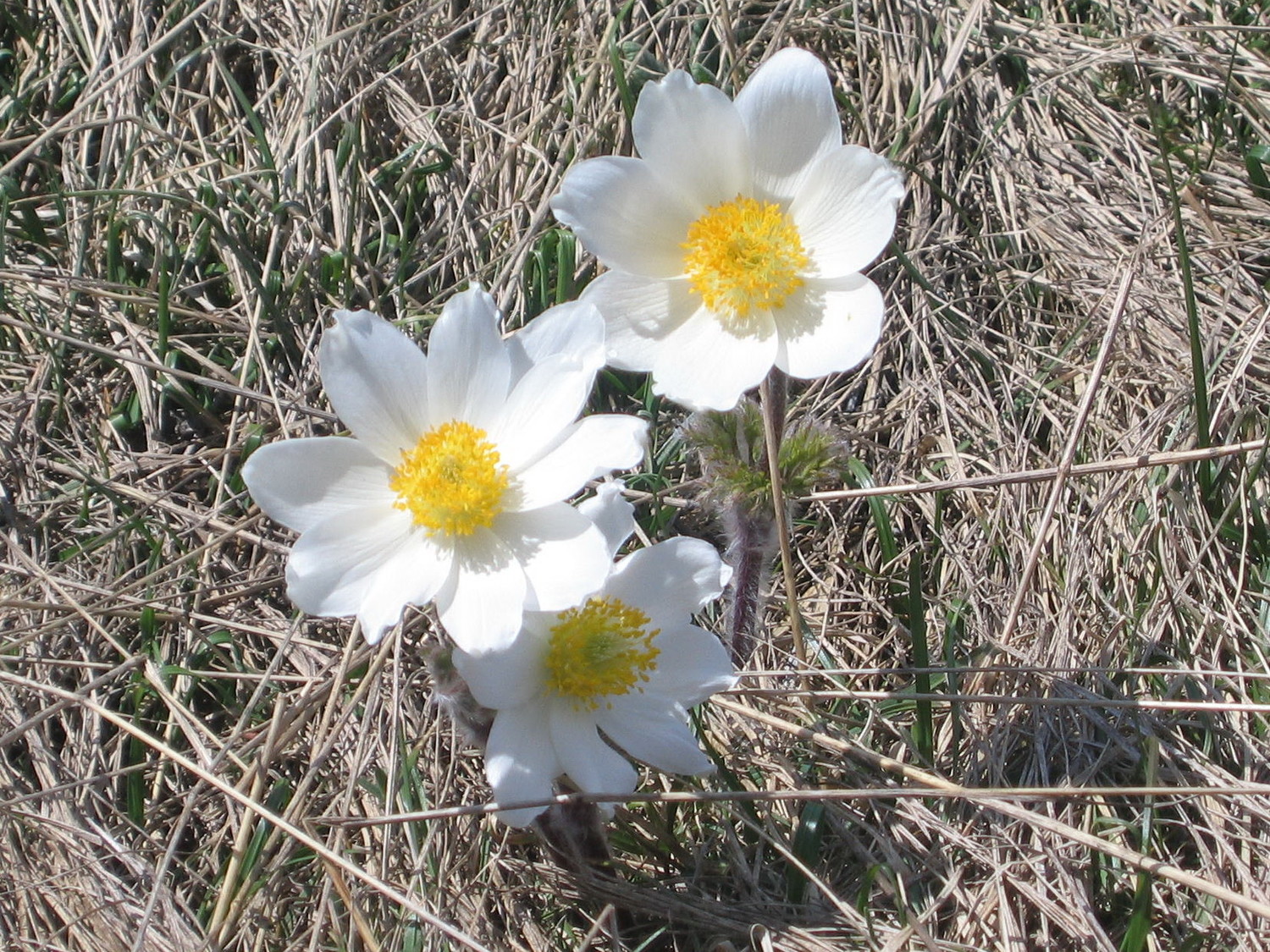 anemone au merlu