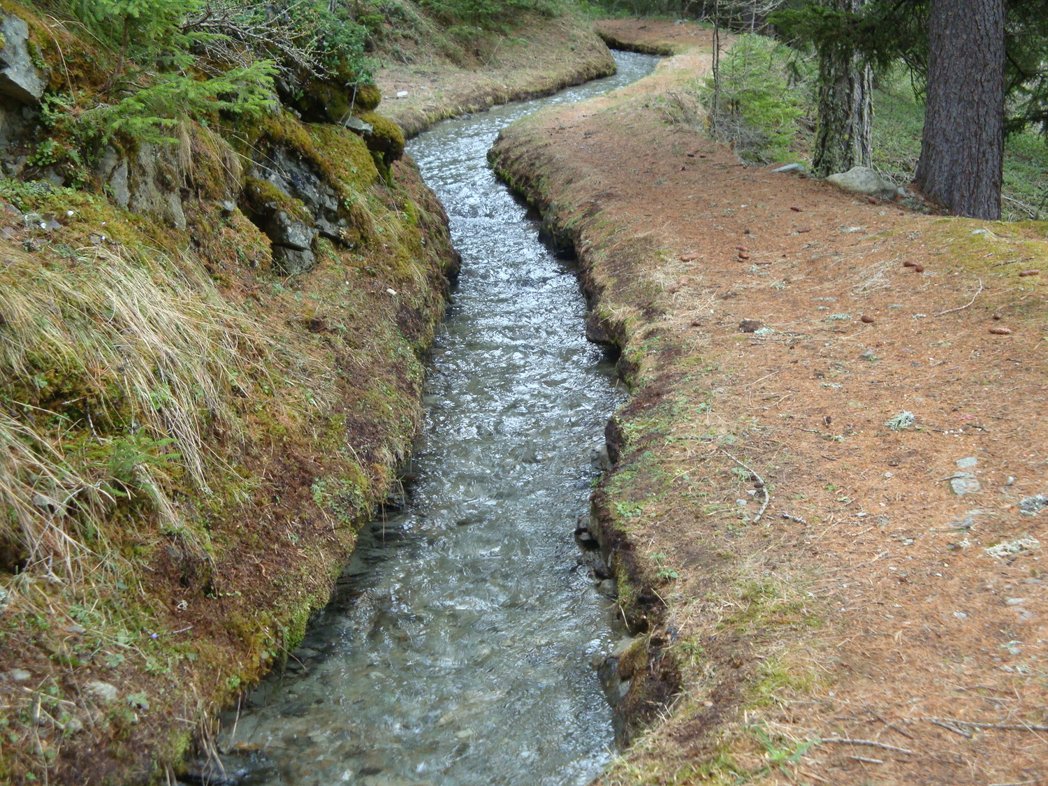 Bodmeri-Niwa