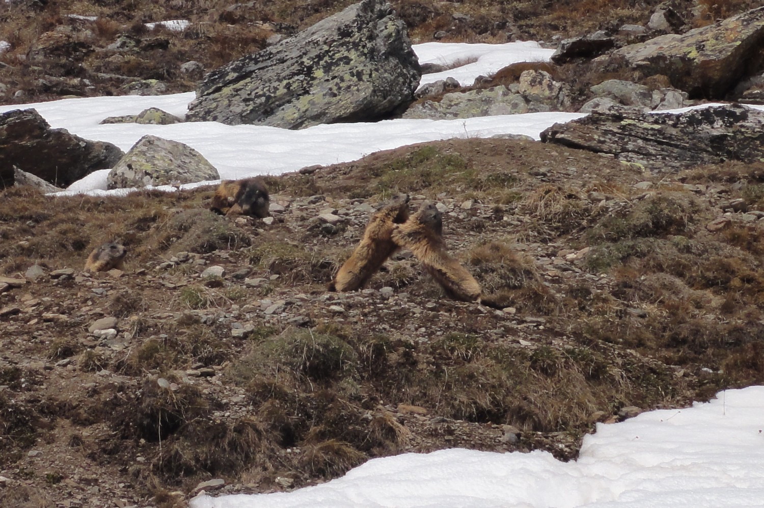 Marmotte