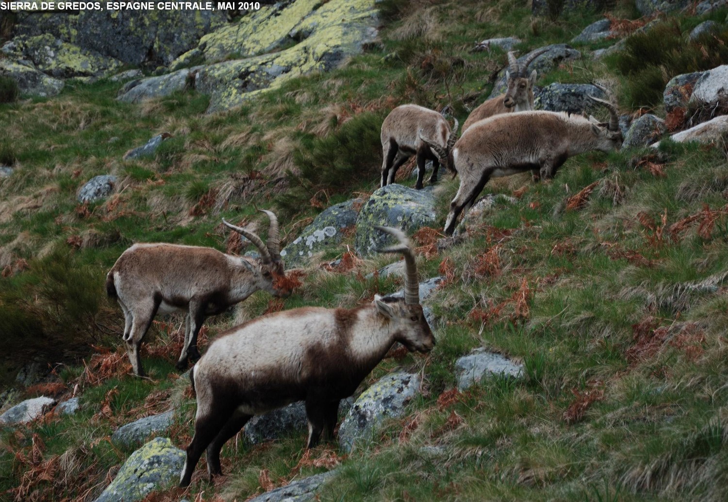 Bouquetins de Gredos