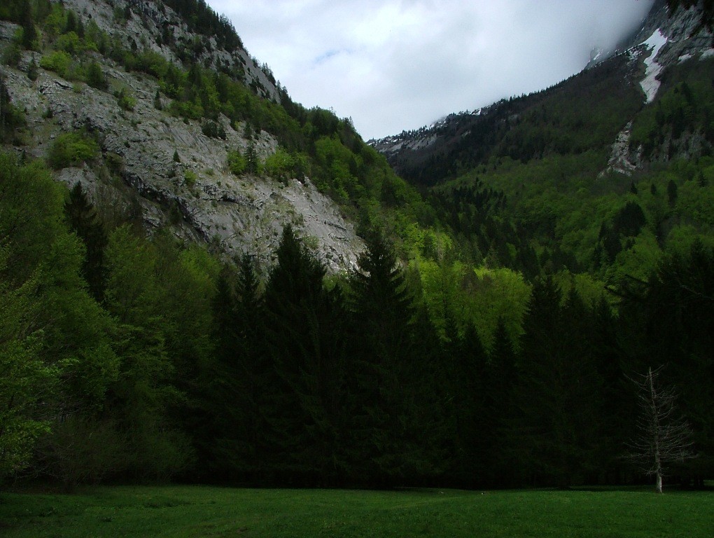 Clairière du Latay et la dalle pile éclairée par le soleil, le chemin d'accès pénètre dans la forêt au tiers droit de la photo