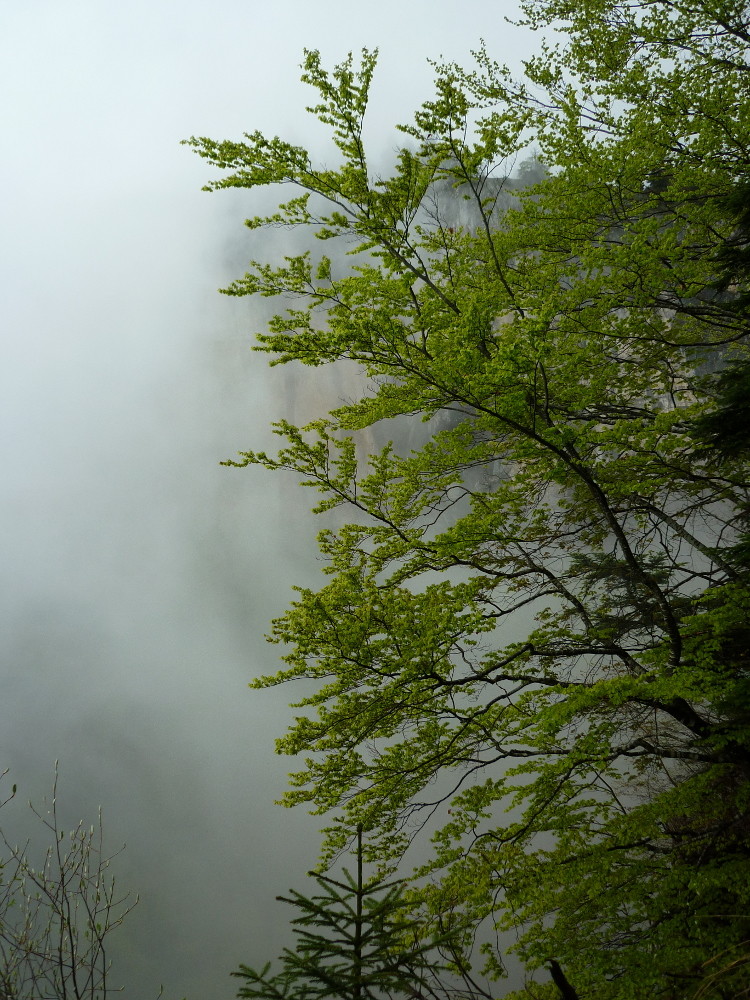 Brumes et verdures