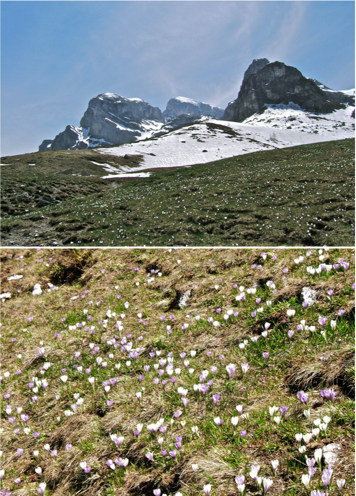 La montagne se fleuri de partout.