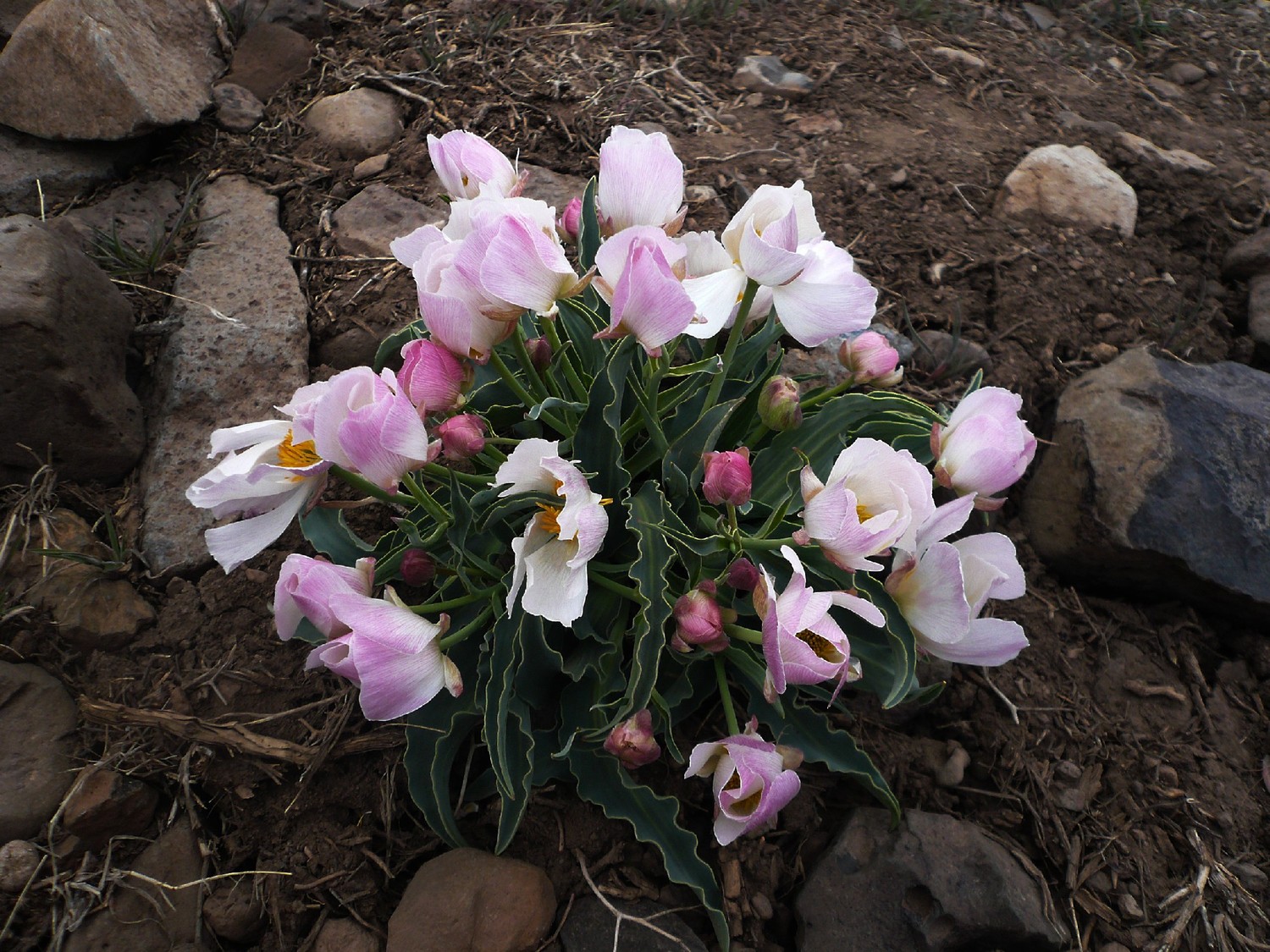 Djebel Sirouah